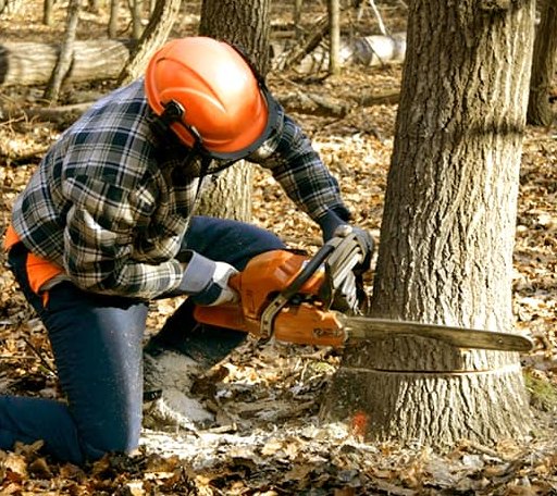 Tree Removal in Harsens Island, MI